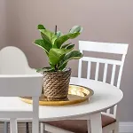 Apartment Stylish Latvian Classic 1-bedroom Near Center, Parks & Public Transport Links Riga