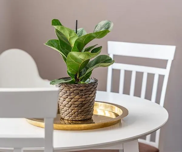 Apartment Stylish Latvian Classic 1-bedroom Near Center, Parks & Public Transport Links Riga